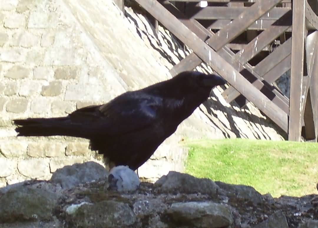 tower raven 3