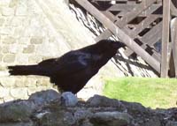 tower raven 3